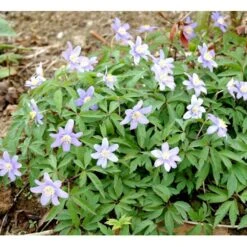 Blå Skovanemone 'Robinsoniana' Anemone Nemorosa 'Robinsoniana' 10 Cm. Potte