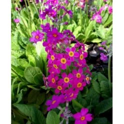 Etageprimula Primula Beesiana 1 Liter Potte -Montoz Butik mi1920 primula beesiana 23cb
