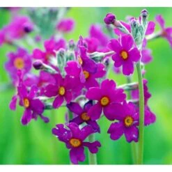 Etageprimula Primula Beesiana 1 Liter Potte -Montoz Butik mi1920 primula beesiana 6a38