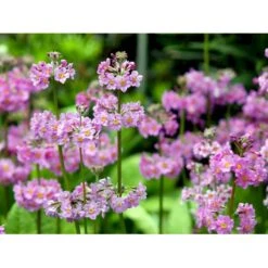 Etageprimula Primula Beesiana 1 Liter Potte -Montoz Butik mi1920 primula beesiana c590