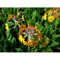 Etageprimula Primula Bulleyana 1 Liter Potte -Montoz Butik mi1921 primula bulleyana 1da5