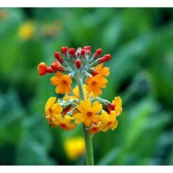 Etageprimula Primula Bulleyana 1 Liter Potte -Montoz Butik mi1921 primula bulleyana 60af
