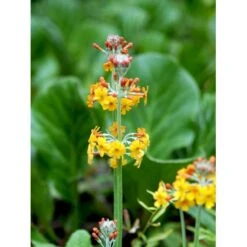 Etageprimula Primula Bulleyana 1 Liter Potte -Montoz Butik mi1921 primula bulleyana 7594
