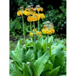Etageprimula Primula Bulleyana 1 Liter Potte -Montoz Butik mi1921 primula bulleyana 9166