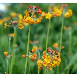 Etageprimula Primula Bulleyana 1 Liter Potte -Montoz Butik mi1921 primula bulleyana ab47