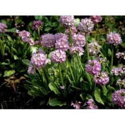 Kugleprimula Primula Denticulata 1 Liter Potte -Montoz Butik mi1925 primula denticulata 07e2