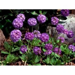 Kugleprimula Primula Denticulata 1 Liter Potte -Montoz Butik mi1925 primula denticulata 0c44