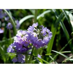 Kugleprimula Primula Denticulata 1 Liter Potte -Montoz Butik mi1925 primula denticulata 53e9