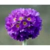 Kugleprimula Primula Denticulata 1 Liter Potte -Montoz Butik mi1925 primula denticulata b8c0