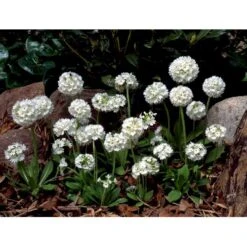 Kugleprimula D. 'Alba' Primula Denticulata 'Alba' 1 Liter Potte -Montoz Butik mi1929 primula denticulata alba 52cf