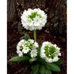 Kugleprimula D. 'Alba' Primula Denticulata 'Alba' 1 Liter Potte -Montoz Butik mi1929 primula denticulata alba e0b7