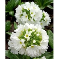 Kugleprimula D. 'Alba' Primula Denticulata 'Alba' 1 Liter Potte -Montoz Butik mi1929 primula denticulata alba ea77
