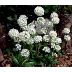 Kugleprimula D. 'Alba' Primula Denticulata 'Alba' 1 Liter Potte -Montoz Butik mi1929 primula denticulata alba f822