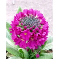 Kugleprimula Primula Denticulata 'Rubin' 1 Liter Potte -Montoz Butik mi1932 primula denticulata rubin 1120