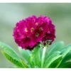 Kugleprimula Primula Denticulata 'Rubin' 1 Liter Potte -Montoz Butik mi1932 primula denticulata rubin a4d5