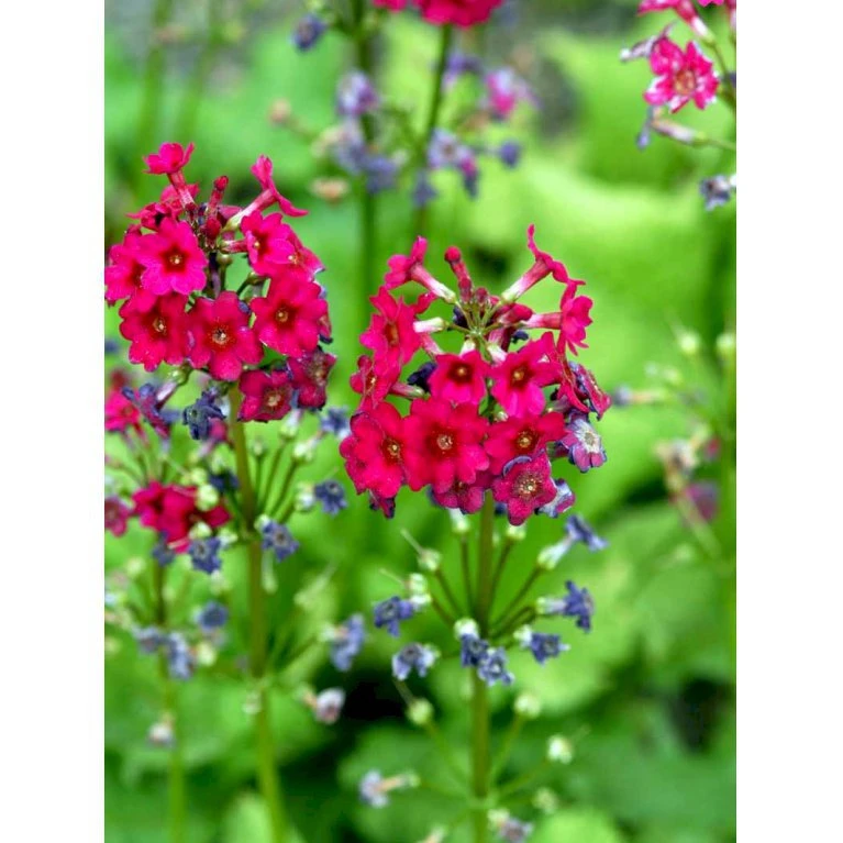 Etageprimula Primula Japonica 'miller'S Crimson' 1 Liter Potte 7 Etageprimula Primula Japonica 'miller'S Crimson' 1 Liter Potte - Billede 5