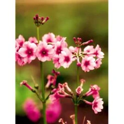 Etageprimula Primula Japonica 'miller'S Crimson' 1 Liter Potte 13 Etageprimula Primula Japonica 'miller'S Crimson' 1 Liter Potte -Montoz Butik mi1948 primula japonica miller s crimson 6f87