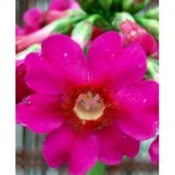 Etageprimula Primula Japonica 'miller'S Crimson' 1 Liter Potte 10 Etageprimula Primula Japonica 'miller'S Crimson' 1 Liter Potte -Montoz Butik mi1948 primula japonica miller s crimson 76a0