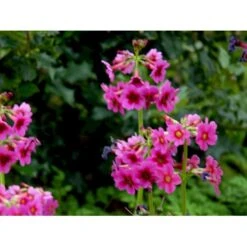 Etageprimula Primula Japonica 'miller'S Crimson' 1 Liter Potte 11 Etageprimula Primula Japonica 'miller'S Crimson' 1 Liter Potte -Montoz Butik mi1948 primula japonica miller s crimson eaec