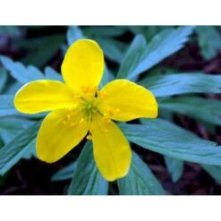 Gul Anemone Anemone Ranunculoides 10 Cm. Potte -Montoz Butik mi194 anemone ranunculoides 0d9d