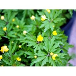 Gul Anemone Anemone Ranunculoides 10 Cm. Potte -Montoz Butik mi194 anemone ranunculoides 98d9