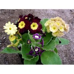Haveaurikel Primula Pubescens 10 Cm. Potte -Montoz Butik mi1953 primula pubescens 4e0a