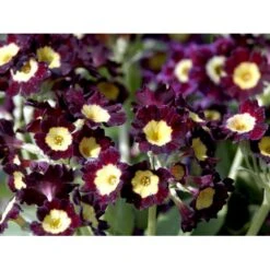 Haveaurikel Primula Pubescens 10 Cm. Potte -Montoz Butik mi1953 primula pubescens 4f84