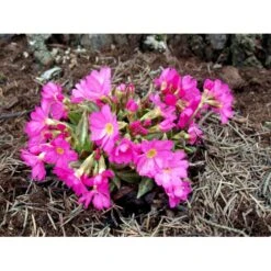 Rosenprimula 'Gigas' Primula Rosea 'Gigas' 1 Liter Potte -Montoz Butik mi1955 primula rosea gigas 0d54