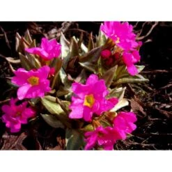 Rosenprimula 'Gigas' Primula Rosea 'Gigas' 1 Liter Potte -Montoz Butik mi1955 primula rosea gigas 6197