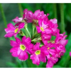 Rosenprimula 'Gigas' Primula Rosea 'Gigas' 1 Liter Potte