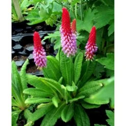 Hyacintprimula Primula Vialii 1 Liter Potte -Montoz Butik mi1956 primula vialii 0442