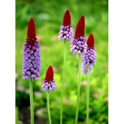 Hyacintprimula Primula Vialii 1 Liter Potte -Montoz Butik mi1956 primula vialii 1807