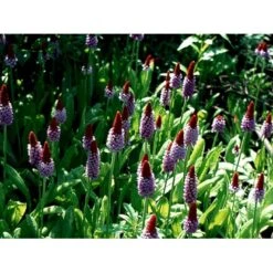 Hyacintprimula Primula Vialii 1 Liter Potte -Montoz Butik mi1956 primula vialii 6ea5