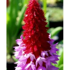 Hyacintprimula Primula Vialii 1 Liter Potte -Montoz Butik mi1956 primula vialii ebf7