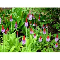 Hyacintprimula Primula Vialii 1 Liter Potte -Montoz Butik mi1956 primula vialii efad