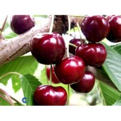 Sødkirsebær 'Skeena' - Selvbestøvende Prunus X 'Skeena' - Selvbestøvende 4-8 Grene, 130-170 Cm. 10 Liter Potte (Colt) -Montoz Butik mi1973 prunus avium skeena 8ac0