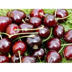 Sød Kirsebær 'Lapins' - Selvbestøvende Prunus X 'Lapins' - Selvbestøvende 4-8 Grene, 130-170 Cm. 10 Liter Potte (Colt) -Montoz Butik mi1979 prunus avium lapins a166