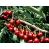 Sød Kirsebær 'Lapins' - Selvbestøvende Prunus X 'Lapins' - Selvbestøvende 4-8 Grene, 130-170 Cm. 10 Liter Potte (Colt) -Montoz Butik mi1979 prunus avium lapins f9f5
