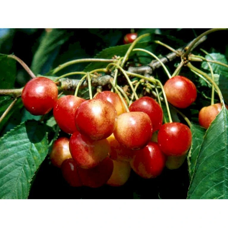 Sød Kirsebær 'Büttners Rote' Kræver Bestøver Prunus X 'Büttners Rote' Kræver Bestøver 4-8 Grene, 150-200 Cm. 10 Liter Potte (P.avi) 4 Sød Kirsebær 'Büttners Rote' Kræver Bestøver Prunus X 'Büttners Rote' Kræver Bestøver 4-8 Grene, 150-200 Cm. 10 Liter Potte (P.avi) - Billede 2