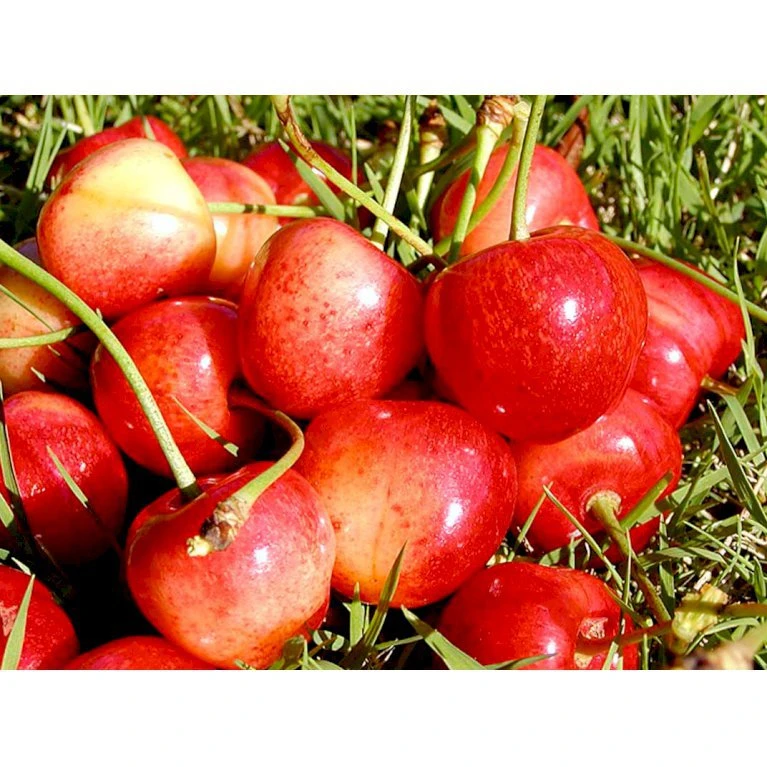 Sød Kirsebær 'Büttners Rote' Kræver Bestøver Prunus X 'Büttners Rote' Kræver Bestøver 4-8 Grene, 150-200 Cm. 10 Liter Potte (P.avi) 3 Sød Kirsebær 'Büttners Rote' Kræver Bestøver Prunus X 'Büttners Rote' Kræver Bestøver 4-8 Grene, 150-200 Cm. 10 Liter Potte (P.avi)