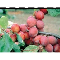 Blomme 'Jubileum' Prunus Domestica 'Jubileum' Dværgtræ, 3-5 Grene, 6,7 Liter Potte, 80-100 Cm. -Montoz Butik mi1995 prunus domestica jubileum 43bf