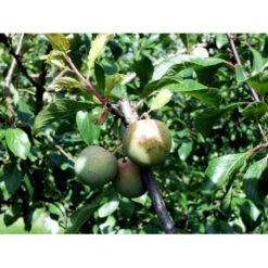 Blomme 'Grøn Reine Claude' Prunus Domestica 'R.C. Alm Grøn' 4-8 Grene, 130-170 Cm. 10 Liter Potte. (S.J.A.) -Montoz Butik mi1997 prunus domestica reine claude verte 7544