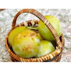 Blomme 'Grøn Reine Claude' Prunus Domestica 'R.C. Alm Grøn' 4-8 Grene, 130-170 Cm. 10 Liter Potte. (S.J.A.)