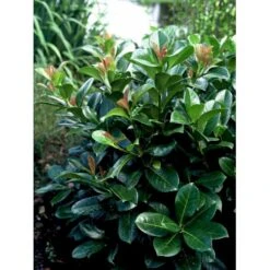 Kirsebærlaurbær 'Etna' Prunus Laurocerasus 'Etna' Potte 10 Liter,- 60-80 Cm. -Montoz Butik mi2004 prunus laurocerasus etna b780 2