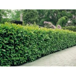 Kirsebærlaurbær 'Etna' Prunus Laurocerasus 'Etna' Potte 10 Liter,- 60-80 Cm. -Montoz Butik mi2004 prunus laurocerasus etna cdcb 2