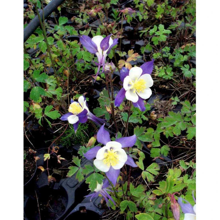 Langsporet Akeleje 'Blue Star' Aquilegia Caerulea 'Blue Star' 1 Liter Potte 7 Langsporet Akeleje 'Blue Star' Aquilegia Caerulea 'Blue Star' 1 Liter Potte - Billede 5