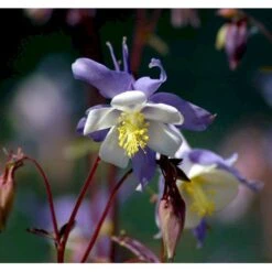 Langsporet Akeleje 'Blue Star' Aquilegia Caerulea 'Blue Star' 1 Liter Potte 9 Langsporet Akeleje 'Blue Star' Aquilegia Caerulea 'Blue Star' 1 Liter Potte -Montoz Butik mi200 aquilegia blue star bc2d