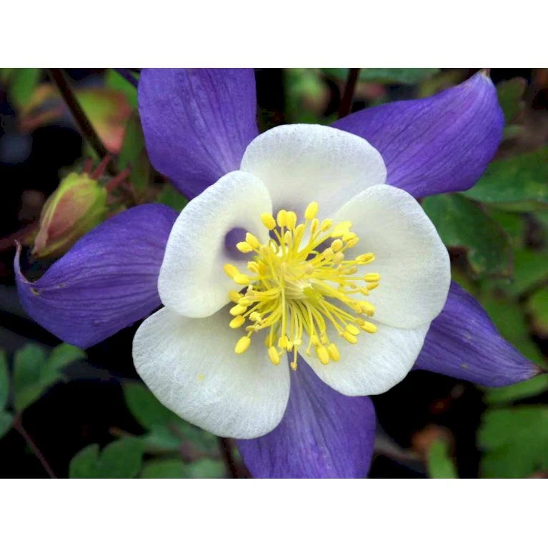Langsporet Akeleje 'Blue Star' Aquilegia Caerulea 'Blue Star' 1 Liter Potte 6 Langsporet Akeleje 'Blue Star' Aquilegia Caerulea 'Blue Star' 1 Liter Potte - Billede 4