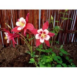 Langsporet Akeleje 'Crimson Star' Aquilegia Caerulea 'Crimson Star' 1 Liter Potte 10 Langsporet Akeleje 'Crimson Star' Aquilegia Caerulea 'Crimson Star' 1 Liter Potte -Montoz Butik mi201 aquilegia crimson star 40f7