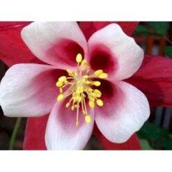 Langsporet Akeleje 'Crimson Star' Aquilegia Caerulea 'Crimson Star' 1 Liter Potte 9 Langsporet Akeleje 'Crimson Star' Aquilegia Caerulea 'Crimson Star' 1 Liter Potte -Montoz Butik mi201 aquilegia crimson star 51c2